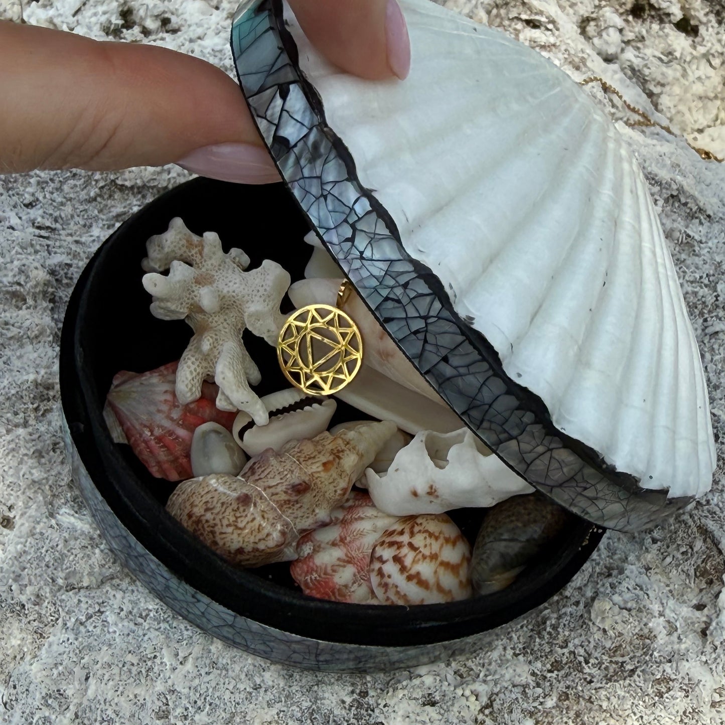 Scallop Shell Treasure Box