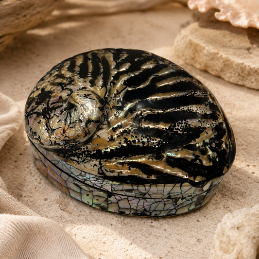 Abalone Shell Treasure Box