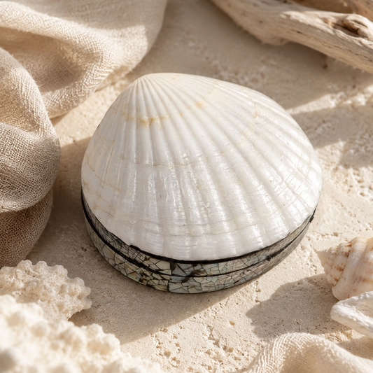 Scallop Shell Treasure Box